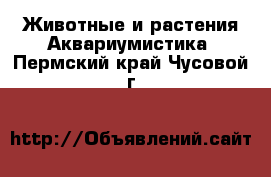 Животные и растения Аквариумистика. Пермский край,Чусовой г.